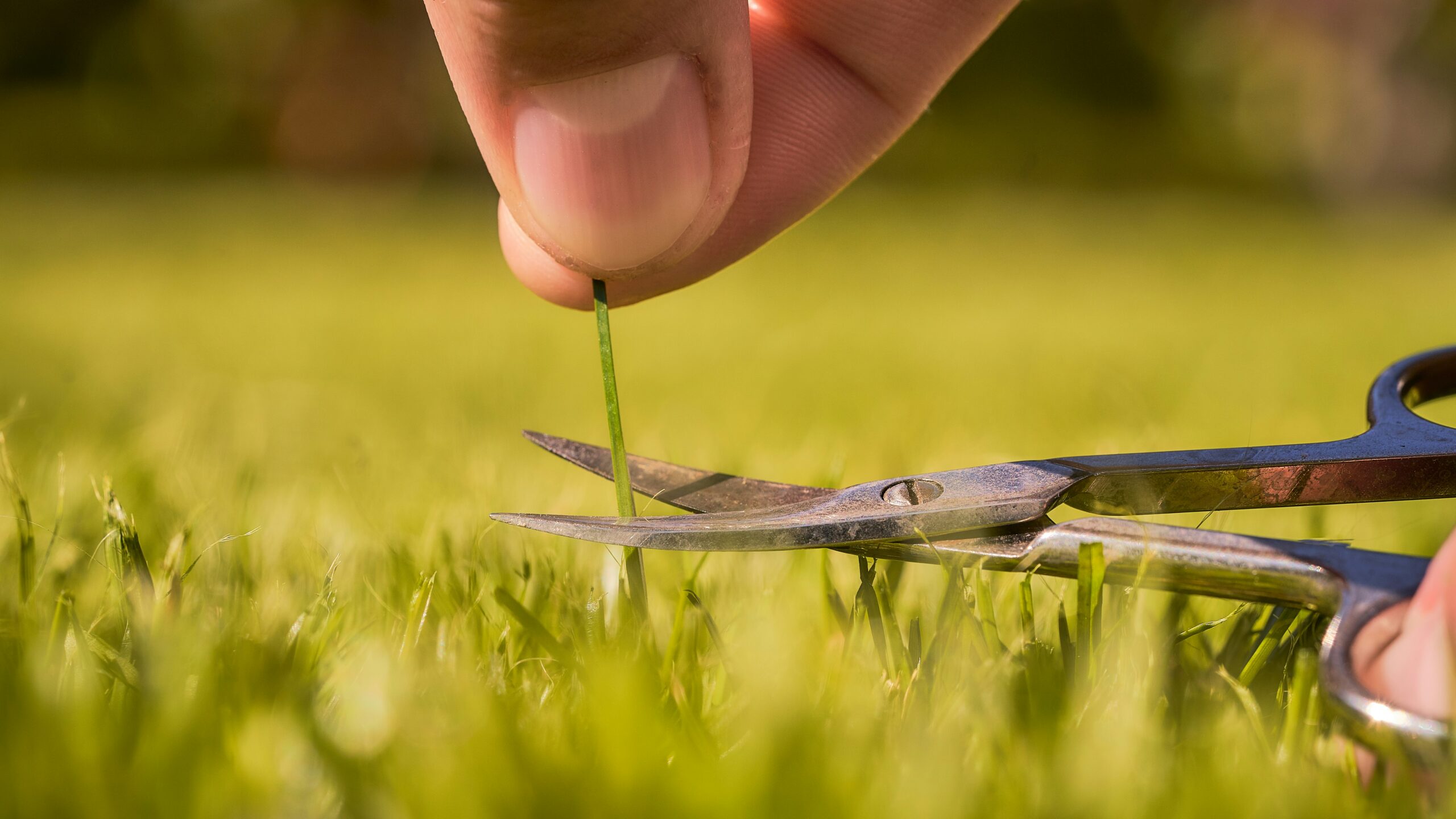 Cutting a blade of grass with scissors. Bruno Kelzer on Unsplash